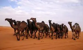 عربستان دستور اخراج شترهای دارای مالکیت غیرسعودی را صادر کرد

