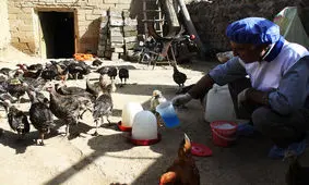 واکسیناسیون طیور بومی خورستان علیه بیماری نیوکاسل