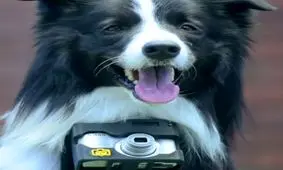 عکس‌های جالبی که یک سگ با ضربان قلبش گرفته است!