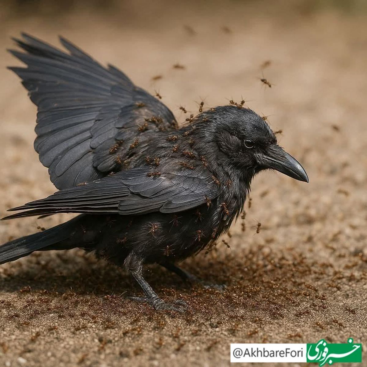  کلاغ‌ها وقتی احساس بیماری می‌کنند کجا می‌روند؟ 