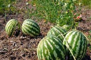 نقش هندوانه در بحران آب کشور، فرار رو به جلو است