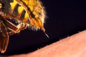 نمای جالب از نحوه عملکرد و ساختار نیش زنبور عسل/ ویدئو