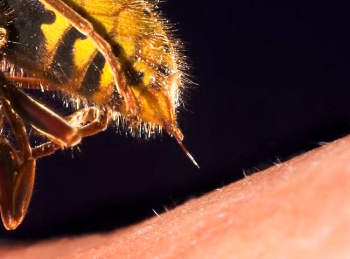 نمای جالب از نحوه عملکرد و ساختار نیش زنبور عسل/ ویدئو