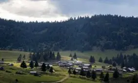 ازدواج بیش از 70 زن با درختان یک شهر