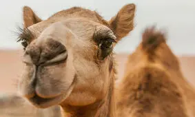 ذوق زدگی شترها در بیابان با دیدن تانکر آب/ ویدئو 