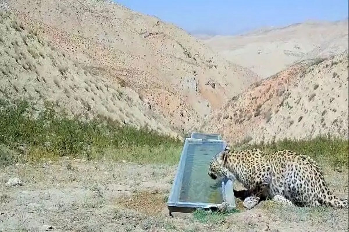 رهاسازی پلنگ شهمیرزاد در زیستگاه با تأیید سلامت کامل
