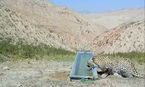 رهاسازی پلنگ شهمیرزاد در زیستگاه با تأیید سلامت کامل
