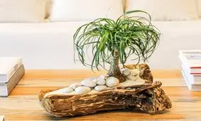 روش‌های نگهداری و پرورش گیاه آپارتمانی «لیندا» یا «نخل دم اسبی»