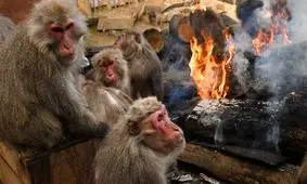 گرم شدن میمون ها دور آتش/ ویدئو