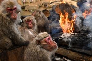 گرم شدن میمون ها دور آتش/ ویدئو