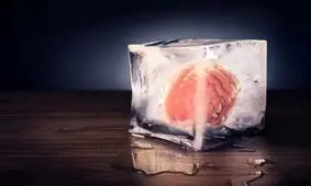 کشف جدید دانشمندان؛ انجماد و احیای بافت زنده مغز ممکن شد

