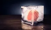 کشف جدید دانشمندان؛ انجماد و احیای بافت زنده مغز ممکن شد

