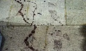  لحظه خلع سلاح تروریست داعشی در حرم شاهچراغ توسط نیروی خدماتی حرم/ ویدئو