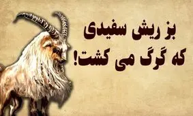 داستان بز گرگ کش/ بز ریش سفید جسور و زرنگی که فقط گرگ میکشت