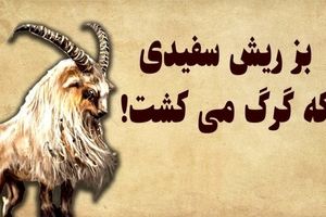 داستان بز گرگ کش/ بز ریش سفید جسور و زرنگی که فقط گرگ میکشت