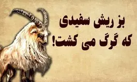 داستان بز گرگ کش/ بز ریش سفید جسور و زرنگی که فقط گرگ میکشت