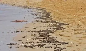 آلودگی ساحل گناوه به مواد نفتی/ ویدئو