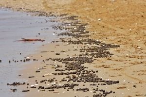 آلودگی ساحل گناوه به مواد نفتی/ ویدئو