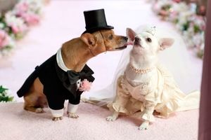 جشن عروسی میلیاردی برای دو سگ در تهران!/ تصاویر