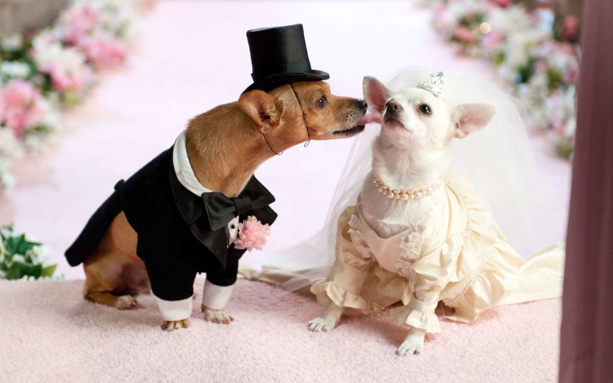 جشن عروسی میلیاردی برای دو سگ در تهران!/ تصاویر