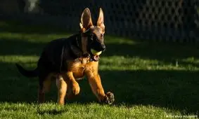 سیاستمداران و سگ‌هایشان/ عکس