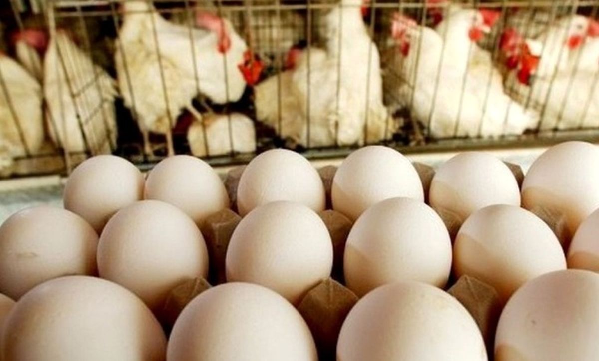 افزایش تقاضا مقصر گرانی مرغ و تخم مرغ اعلام شد/ پشتیبانی امور دام: مرغ و تخم مرغ هست شبکه توزیع پاسخگو نیست