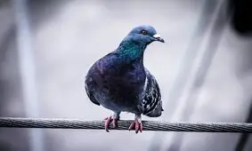 ۱۷ مسئله جالبی که هر روز می بینیم اما هرگز علت وقوعشان را ندانسته و نپرسیده ایم