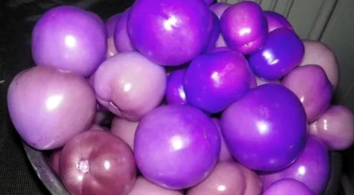 گوجه فرنگی بنفش هم به بازار آمد