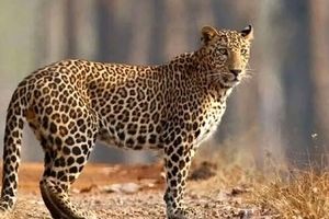 دلیل وجود خال‌ ها و خطوط روی بدن حیوانات چیست؟