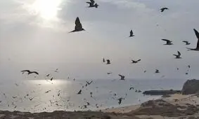تغییر نام جزیره ابوموسی
