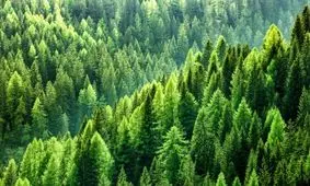 حیات جنگل های جهان در گرو چند درجه دما