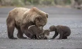 خرس مادر در نبردی مرگبار برای نجات توله‌هایش/ ویدئو
