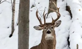 یخ زدن گوزن در سرمای منفی ۵۶ درجه/ ویدئو