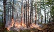 آتش‌سوزی زودهنگام در کمین جنگل‌های ایران