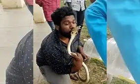 مار کبرا لب‌ های جوان ماجراجو را نیش زد/ ویدئو