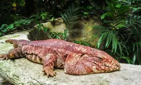 مارمولک تگو قرمز مشهور به سگ دنیای خزندگان/ ویدئو