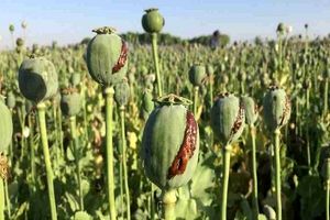 شرایط کاشت قانونی خشخاش در کشور اعلام شد!