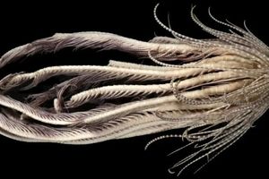 دانشمندان یک هیولای دریایی عجیب با 20 بازو کشف کردند