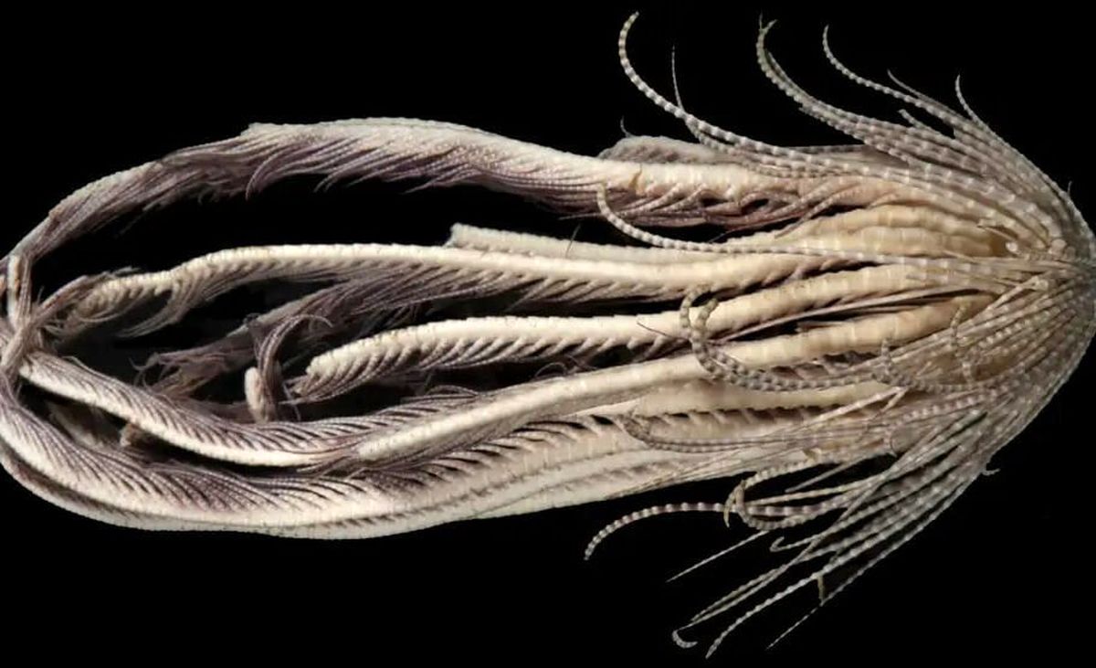 دانشمندان یک هیولای دریایی عجیب با 20 بازو کشف کردند