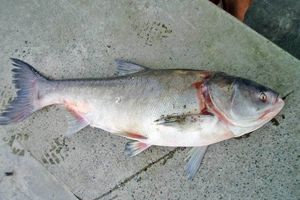 واکنش مدیرکل شیلات مازندران به فروش ماهی ۵۱ میلیون تومانی