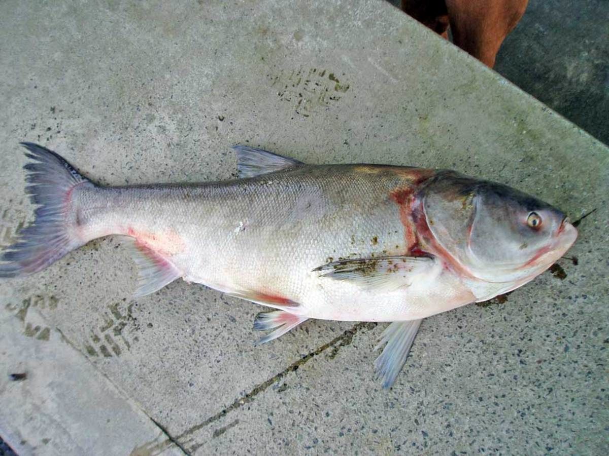 واکنش مدیرکل شیلات مازندران به فروش ماهی ۵۱ میلیون تومانی