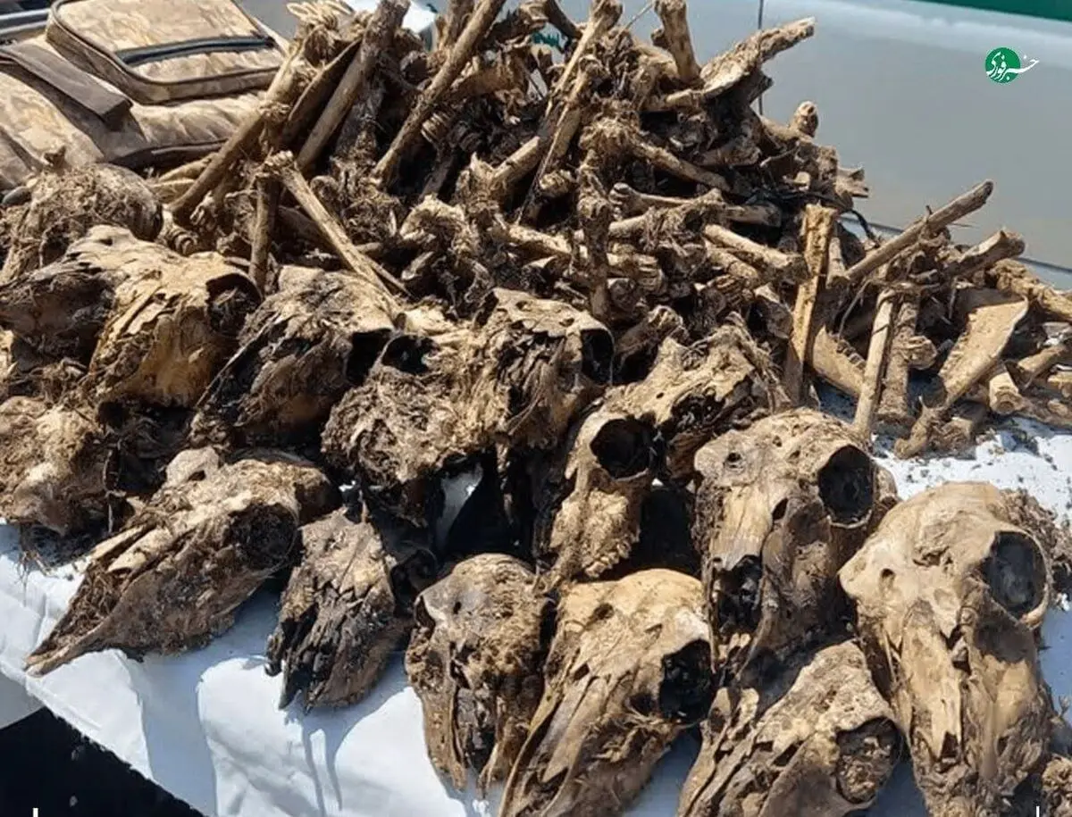  کشف ۴۱ جمجمۀ آهو از چاه آبی در شاهین‌شهر