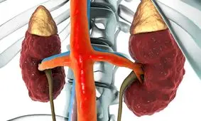 برای پیشگیری از ابتلا به بیماری‌های کلیوی منتظر بروز علائم نباشید!