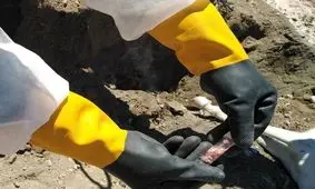 نمونه گیری از یک رأس الاغ مشکوک به بیماری هاری در تربت حیدریه