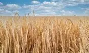  افزایش ۵ برابری قیمت جو پس از حذف ارز ترجیحی/ ویدئو