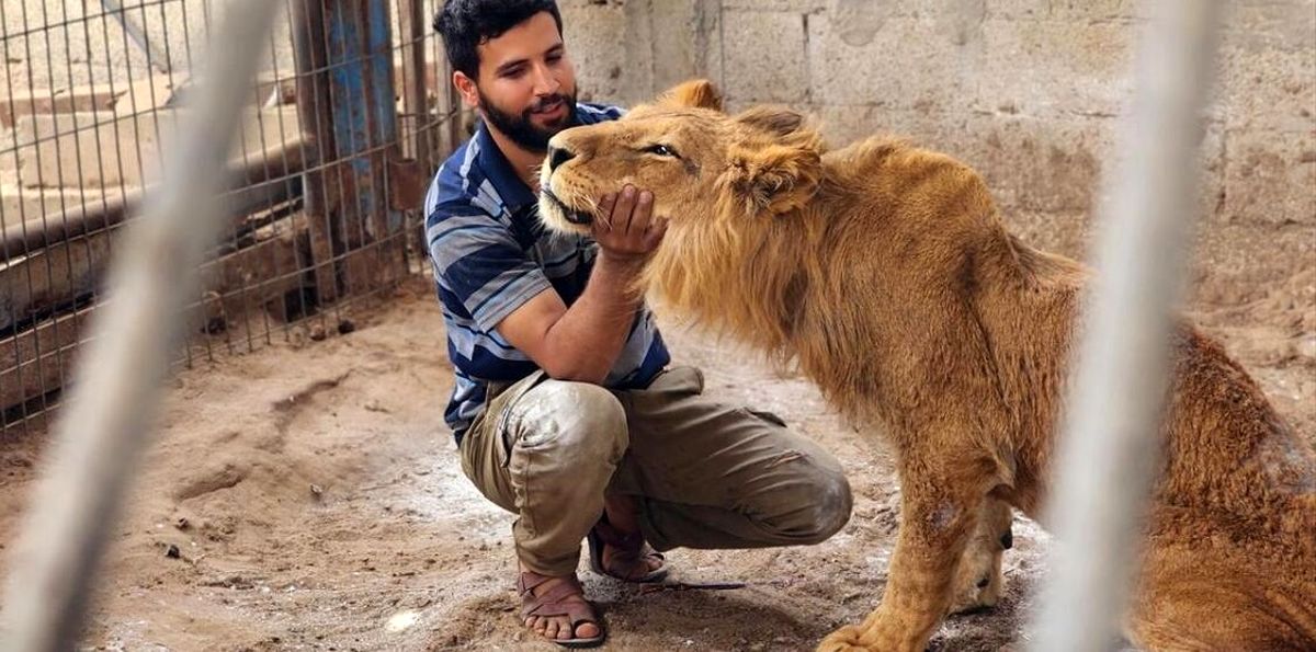 گرسنگی حیوانات باغ وحش شهر جنگزده غزه/ ویدئو