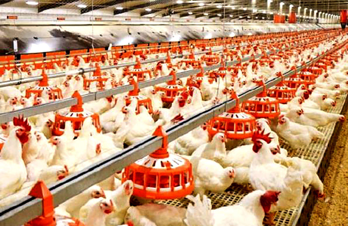 کشف سویه جدید آنفلوآنزای فوق خطرناک در یک مرغداری فرانسوی