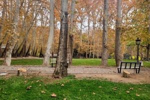 شکایت شهرداری تهران از کاخ سعدآباد بابت قطع ۱۵ درخت