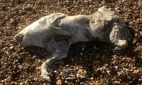 پیدا شدن موجودی مرموز و شبح‌گونه در ساحل بریتانیا 