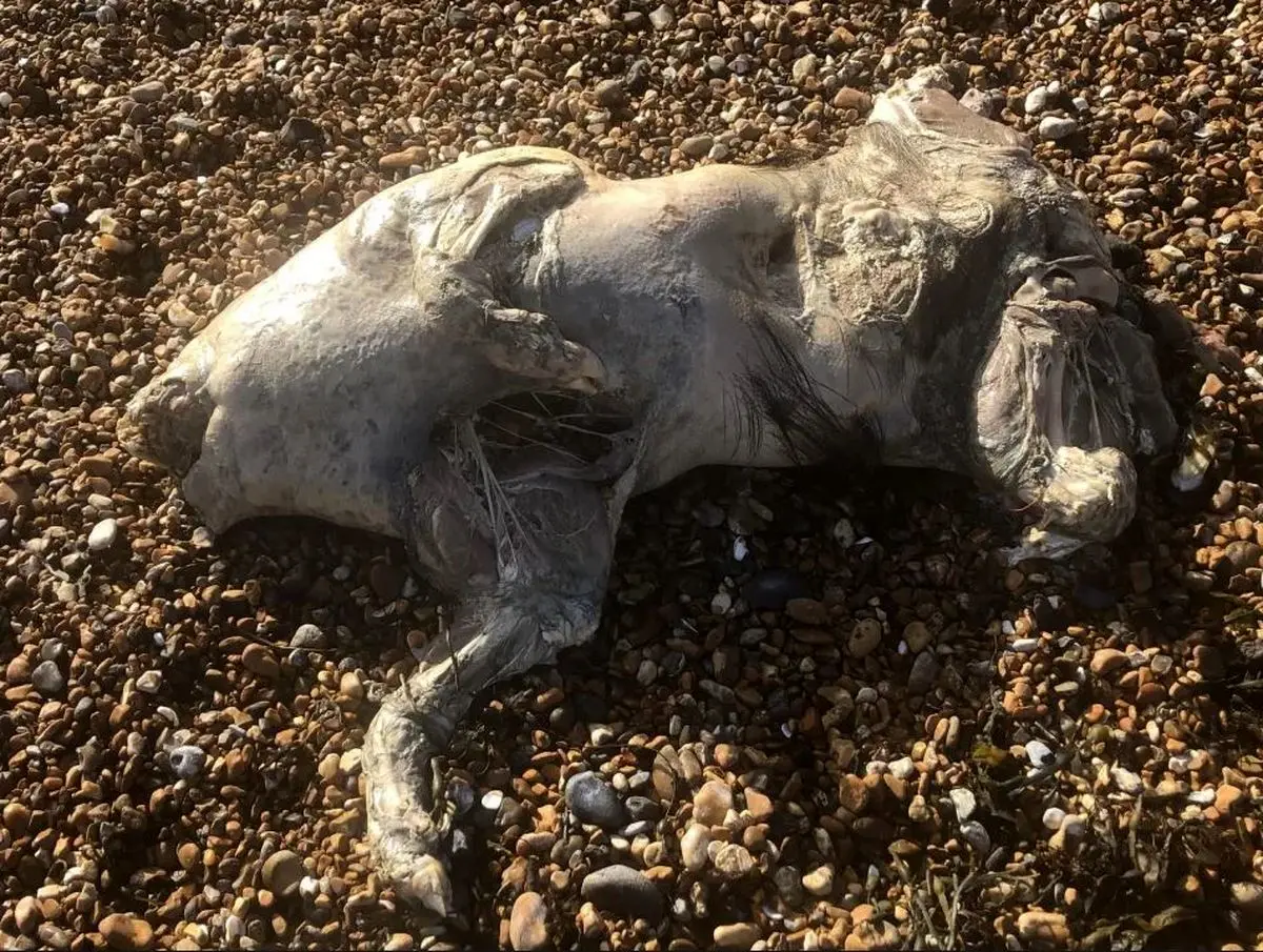 پیدا شدن موجودی مرموز و شبح‌گونه در ساحل بریتانیا 